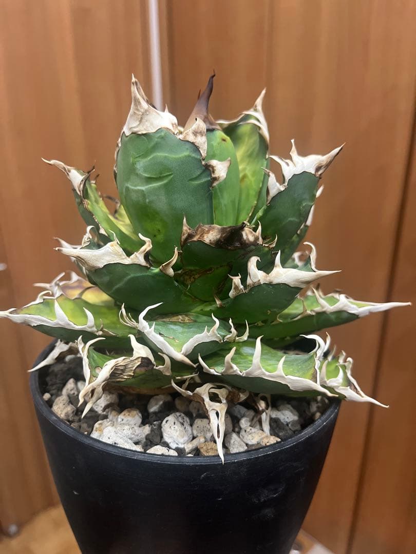 アガベ　グラキリス　などまとめ売り　引き取り限定