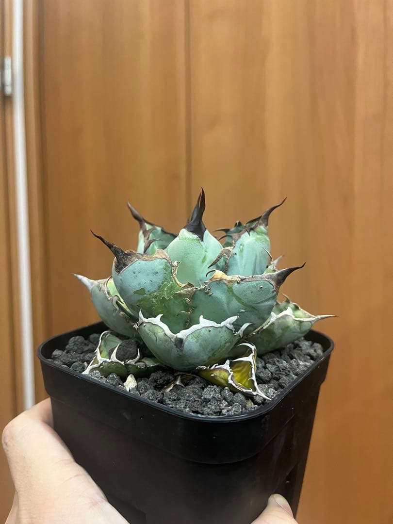 アガベ　グラキリス　などまとめ売り　引き取り限定