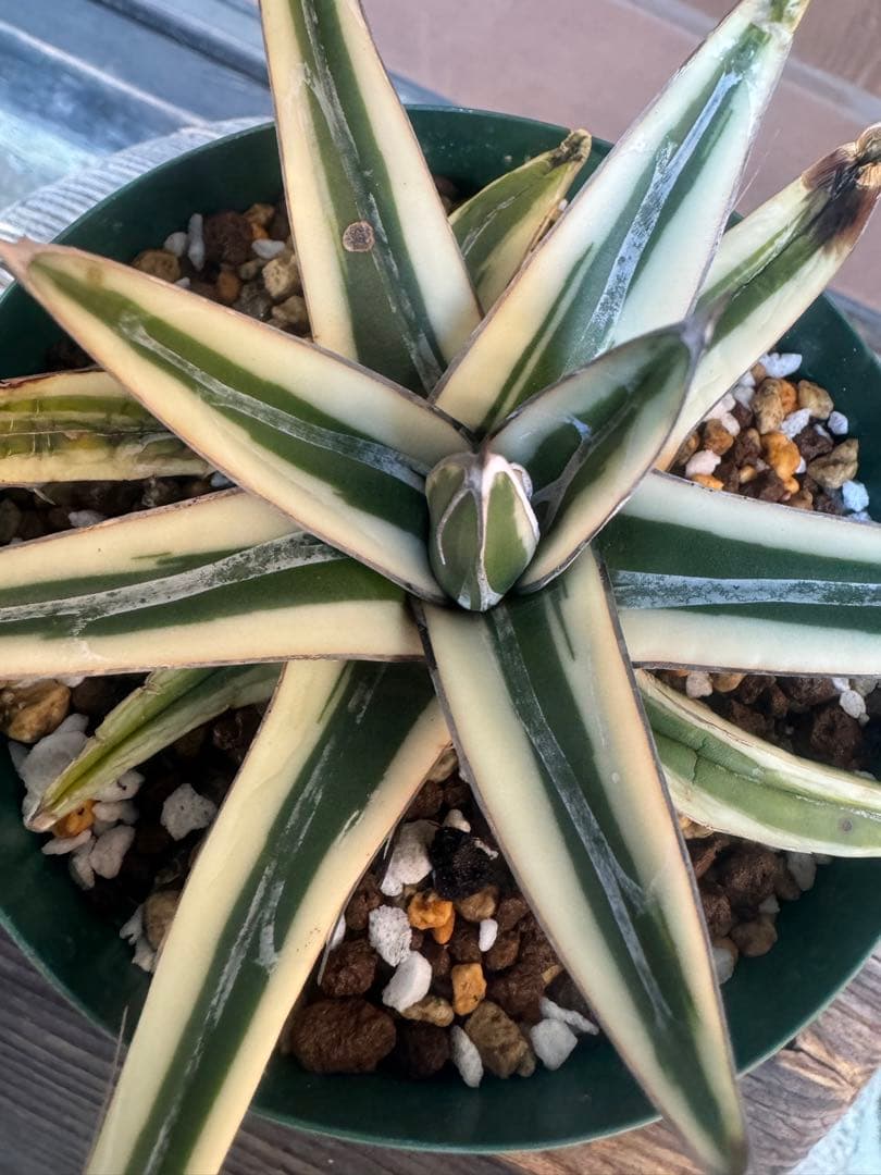 アガベ Agave victoriae-reginae 'Hyouzan' 258
