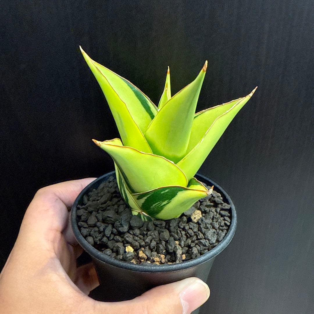 a*n様 (希少) サンスベリア　タワーバリエガータ　斑入り