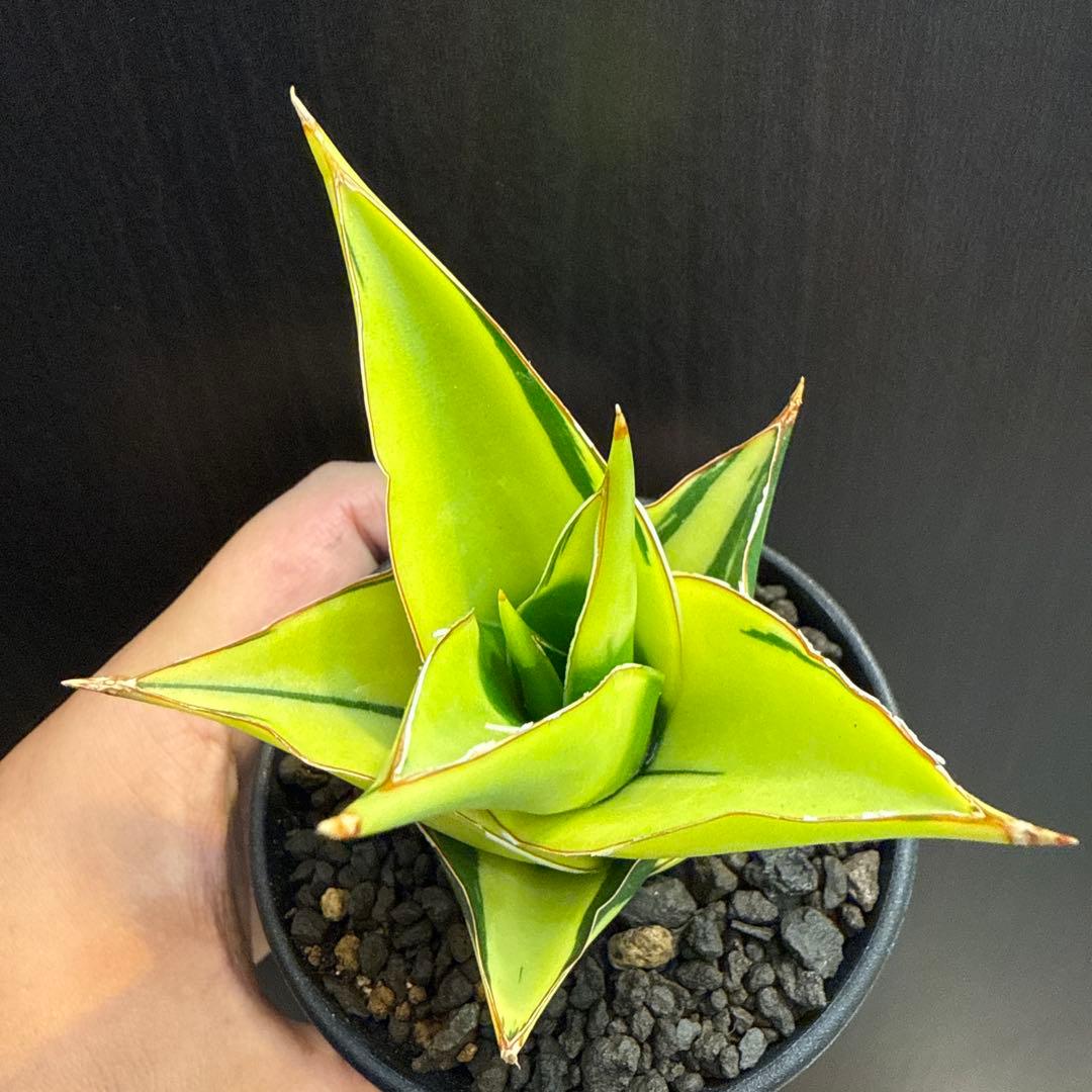 a*n様 (希少) サンスベリア　タワーバリエガータ　斑入り