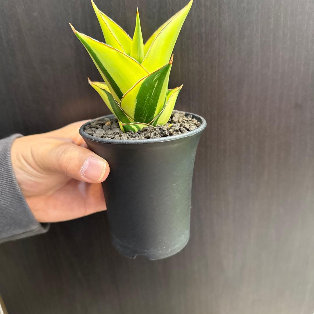 a*n様 (希少) サンスベリア　タワーバリエガータ　斑入り