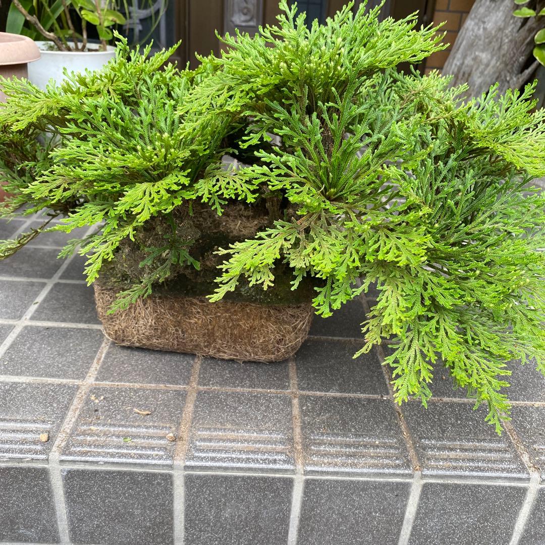 イワマツ(50年以上) 盆栽　　 観葉植物　山野草　中型緑色盆栽多幹