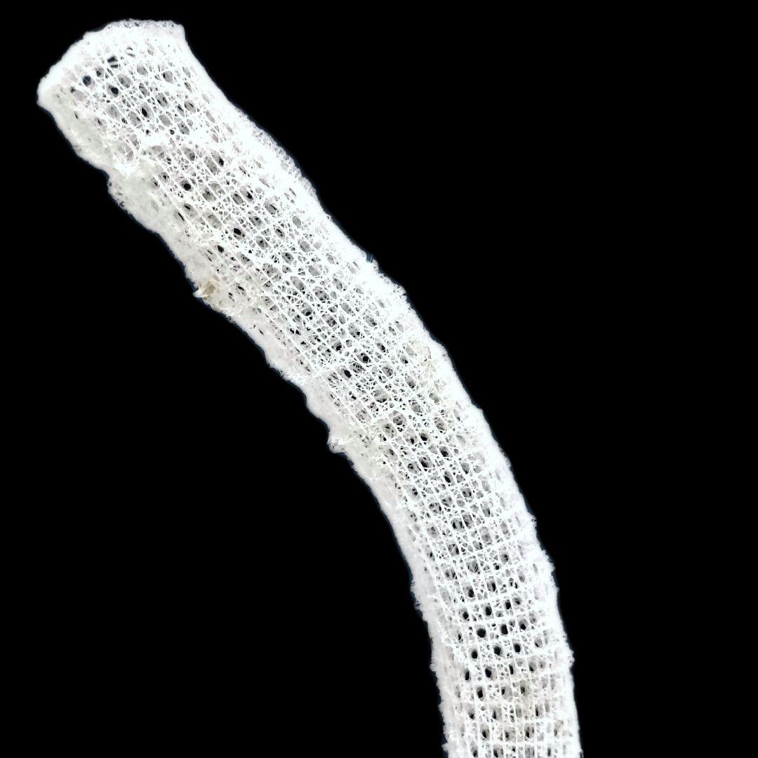 極希少☆極美品カイロウドウケツ 縁起物 深海生物 25-30cm 標本