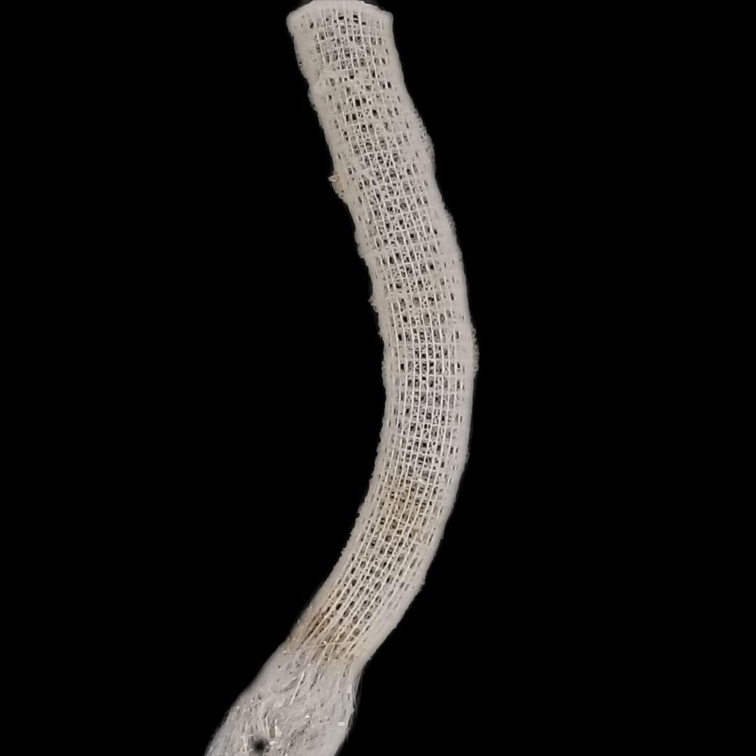 極希少☆極美品カイロウドウケツ 縁起物 深海生物 25-30cm 標本