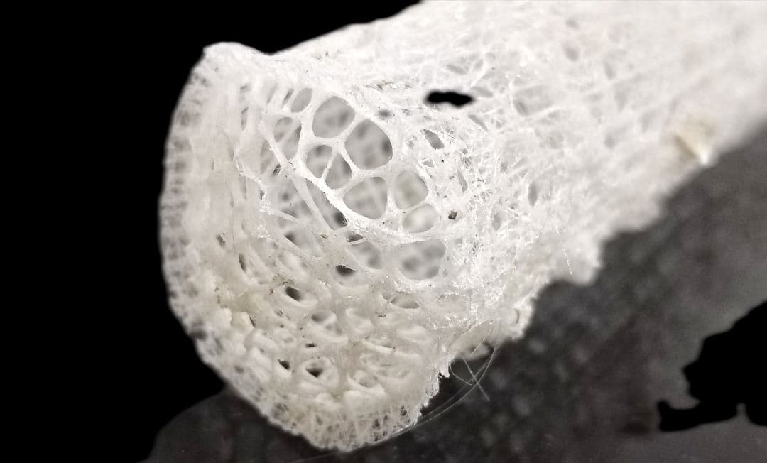 極希少☆極美品カイロウドウケツ 縁起物 深海生物 25-30cm 標本