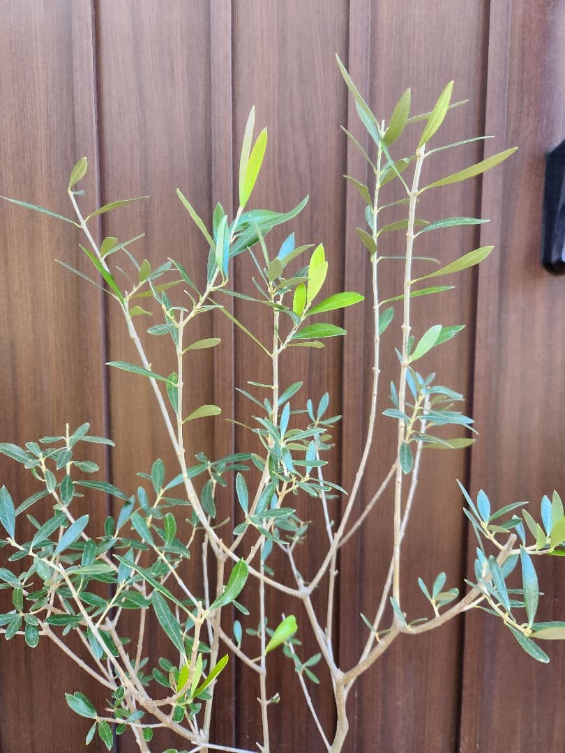 オリーブ　エルグレコ　陶器鉢植え　苗　シンボルツリーに