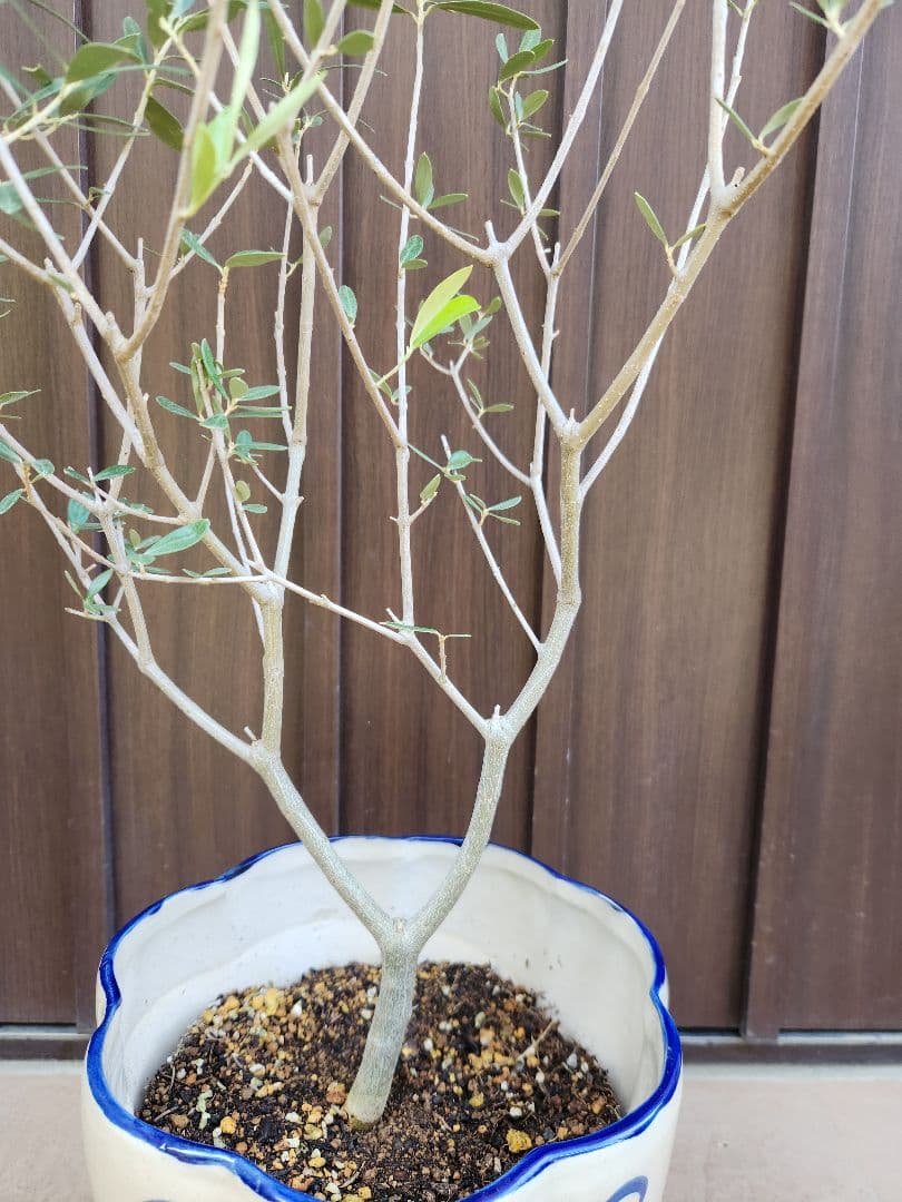 オリーブ　エルグレコ　陶器鉢植え　苗　シンボルツリーに