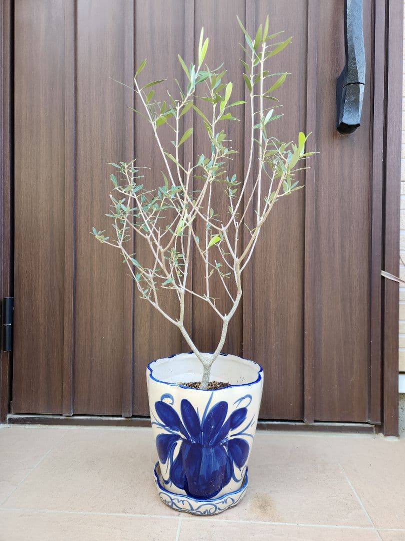 オリーブ　エルグレコ　陶器鉢植え　苗　シンボルツリーに