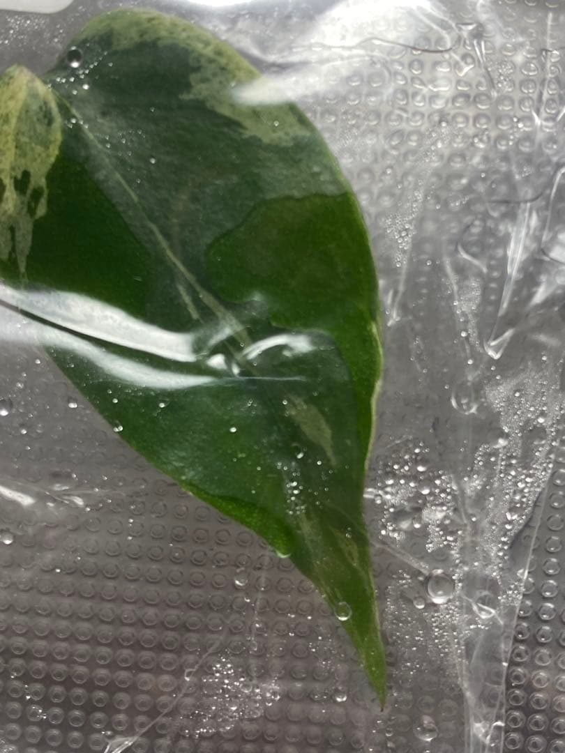 V*a様 【セール‼️】モンステラ　デリシオーサ　バルバソー　フシギダネ/ベトシ