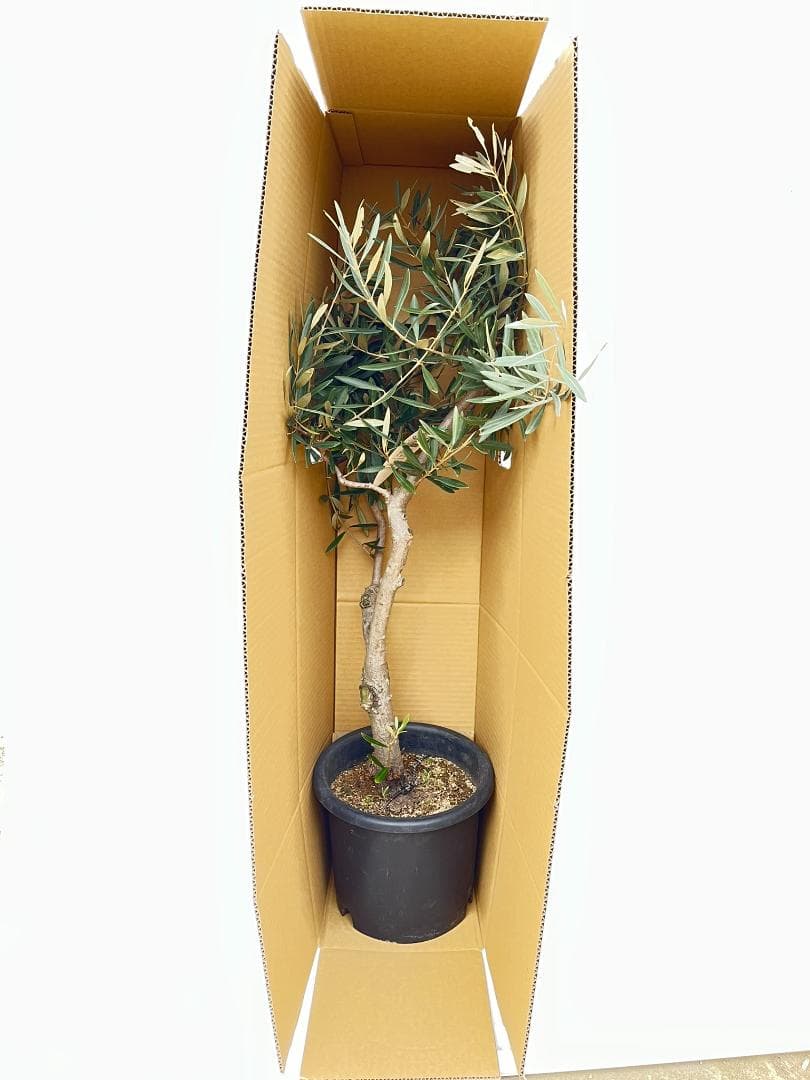 オリーブの木　ミッション　8号　約140cm　K-266　人気品種　現品掲載