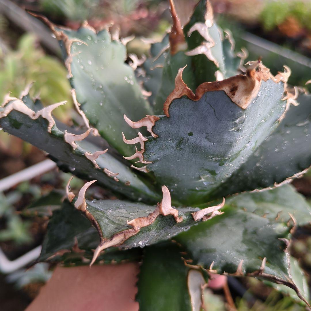アガベ　チタノタ　白鯨②　ボール　中株　親株　強鋸歯