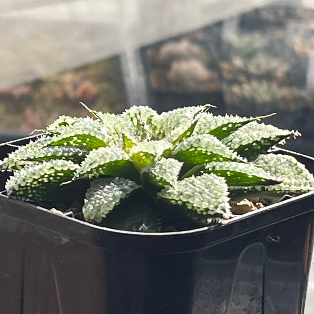 ハオルチア スターズフェアリー