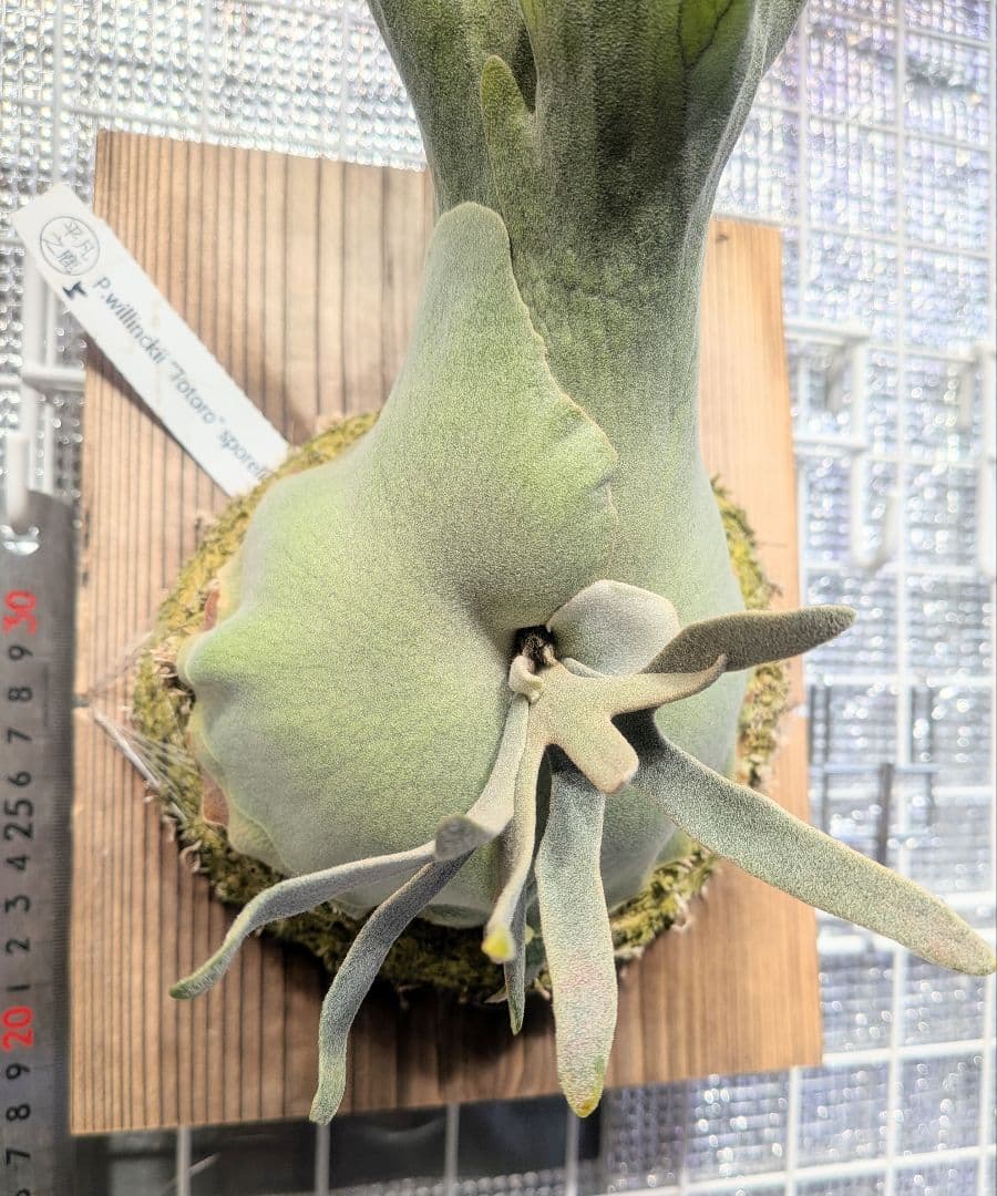 ビカクシダ、ウィリンキー　YMDS totoro