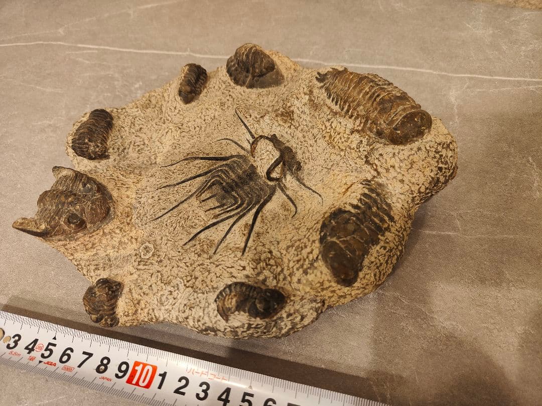 【博物館級・一点物】複数個体が集積した大型 三葉虫の化石 圧倒的存在感