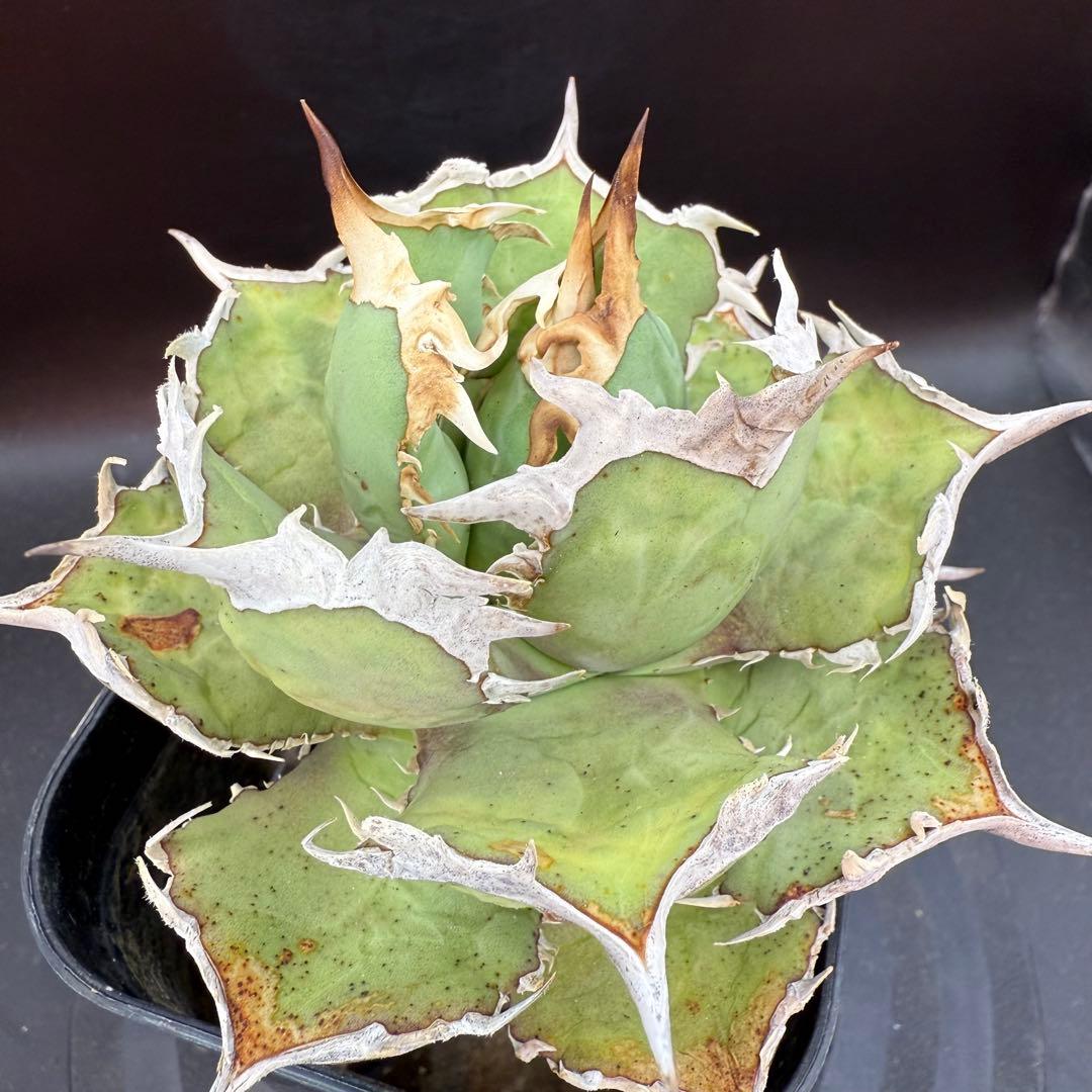 アガベ　チタノタ　ホワイトホーク