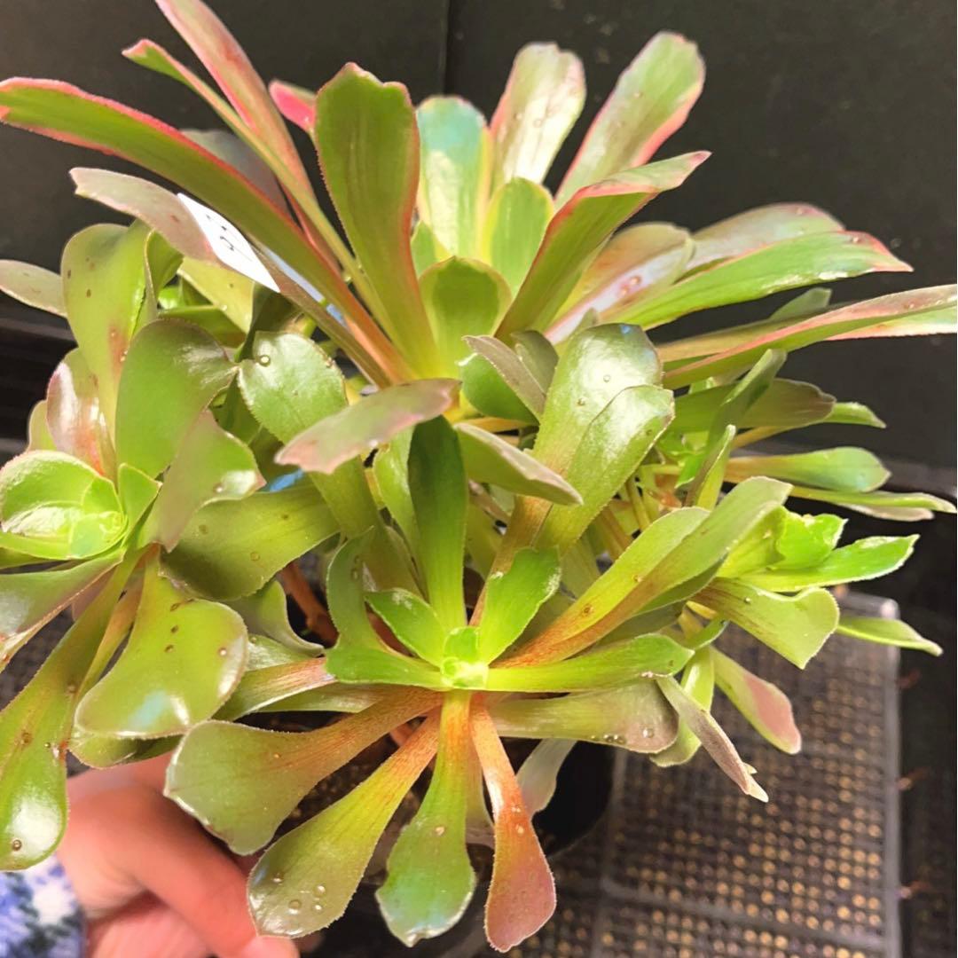 93#多肉植物アエオニウム錦❤️ 赤霞が飛ぶ ❤️1大頭8小頭25cm拔き苗