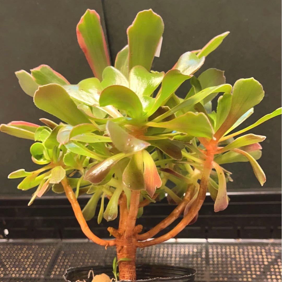 93#多肉植物アエオニウム錦❤️ 赤霞が飛ぶ ❤️1大頭8小頭25cm拔き苗