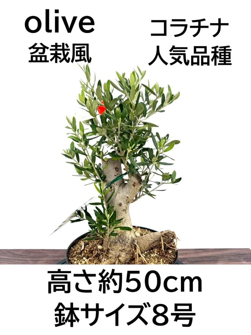 オリーブの木 コラチナ 盆栽風 8号 約50cm 現品販売