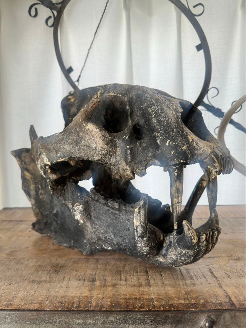 【piro様】ジュラシックパーク 美術品 頭骨,恐竜~サーベルタイガー？オブジェ