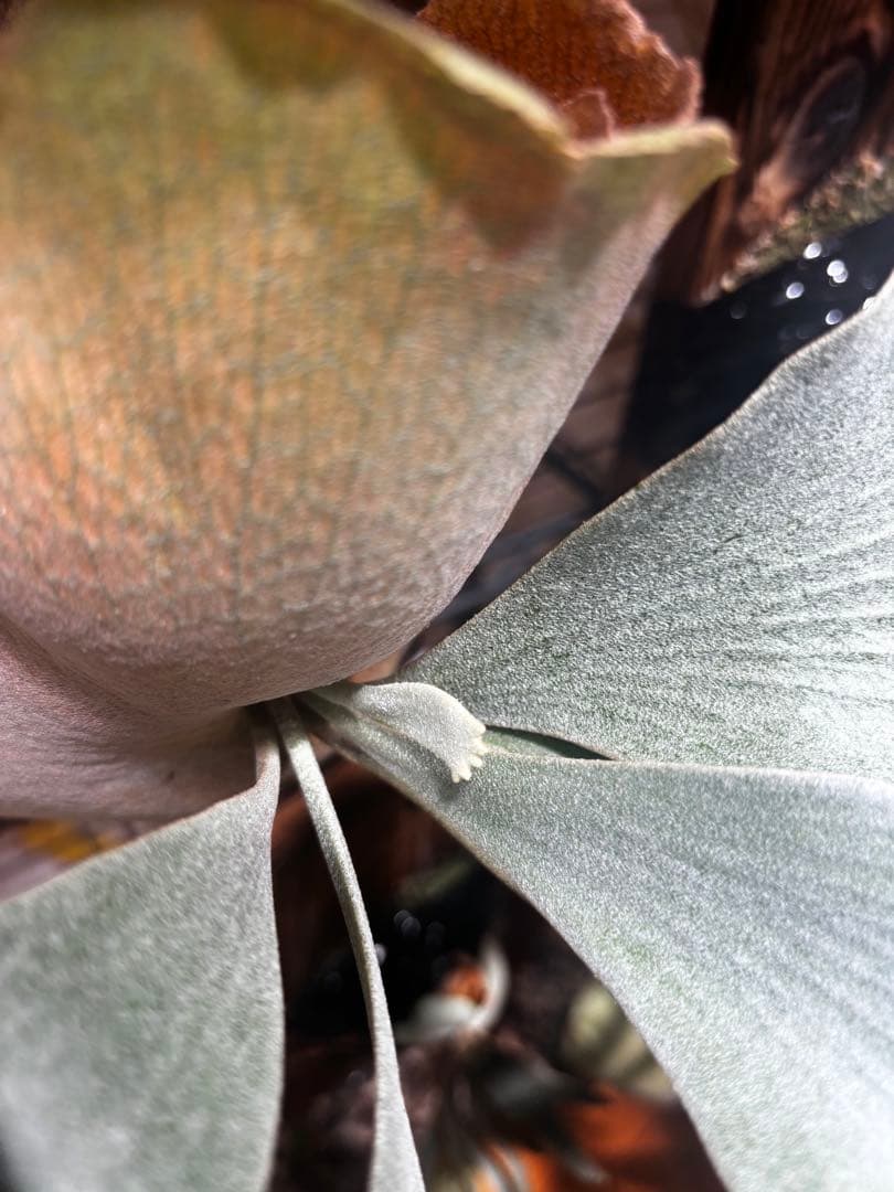 ビカクシダ　Ginka ビカ森