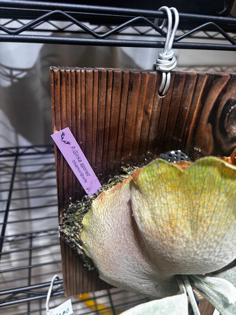 ビカクシダ　Ginka ビカ森