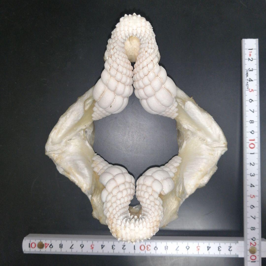 ネコザメ　歯　顎　標本　A1