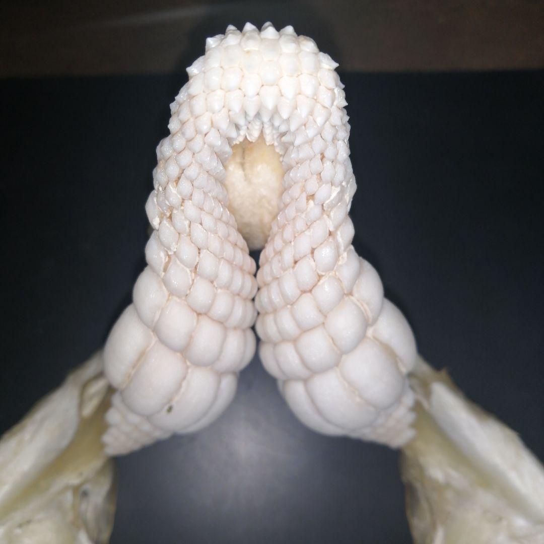 ネコザメ　歯　顎　標本　A1