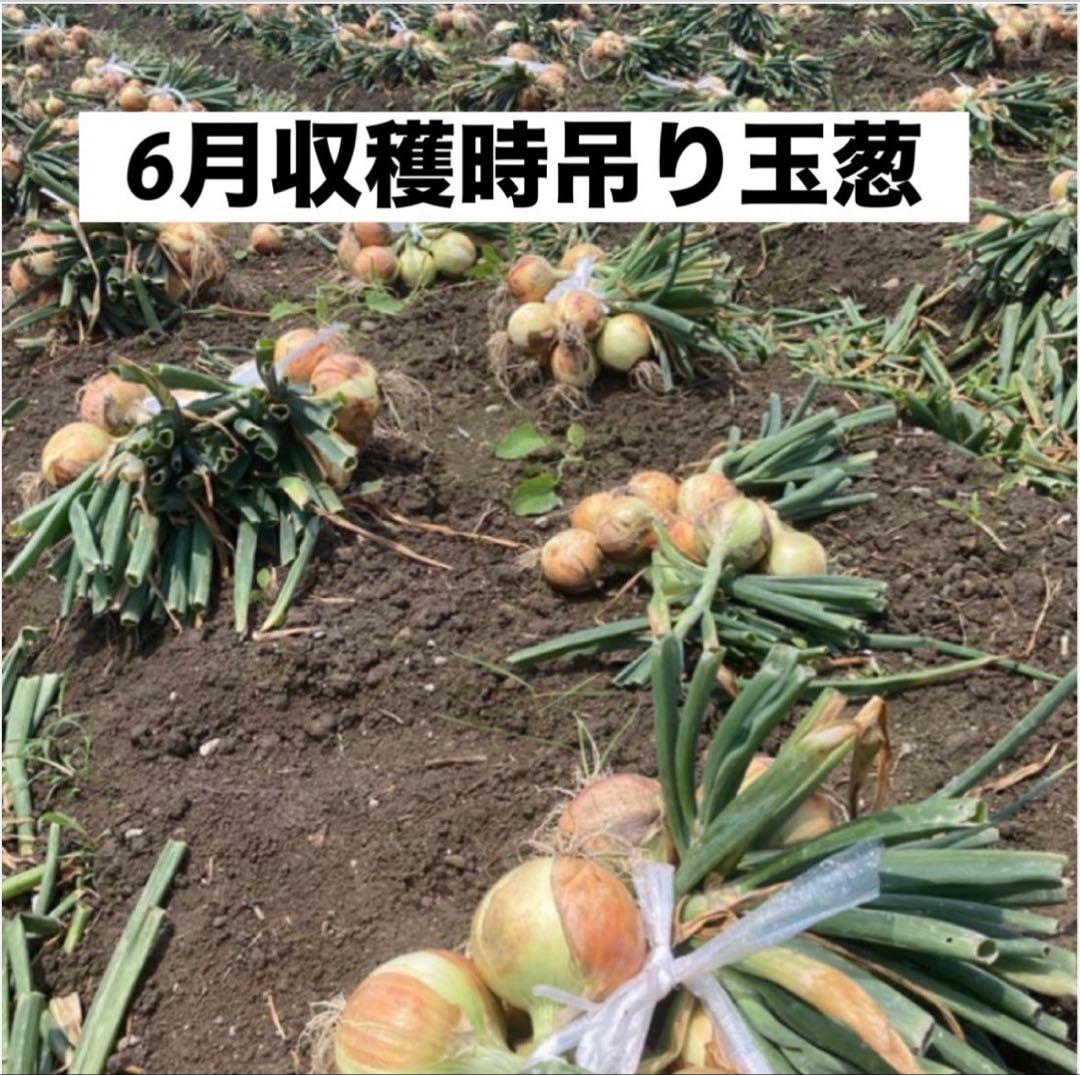 ＜もう直ぐ終了＞淡路島 玉ねぎ苗 ターザン 1,000本 たまねぎ苗 玉葱苗