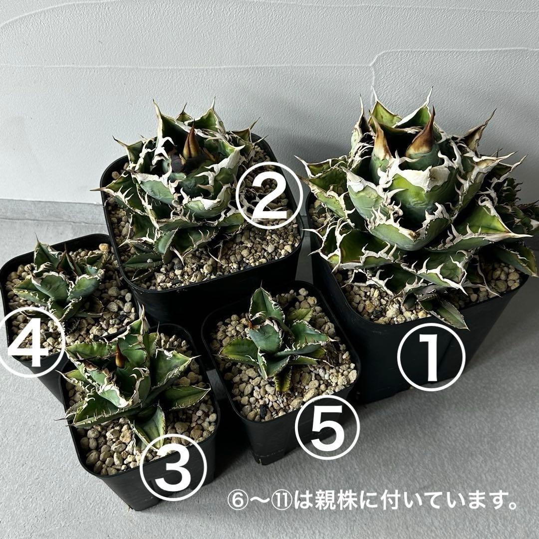 【初出】チタノタ US産 スタッズ セット ※バラ売り可能 検）冰雹、麻花龍