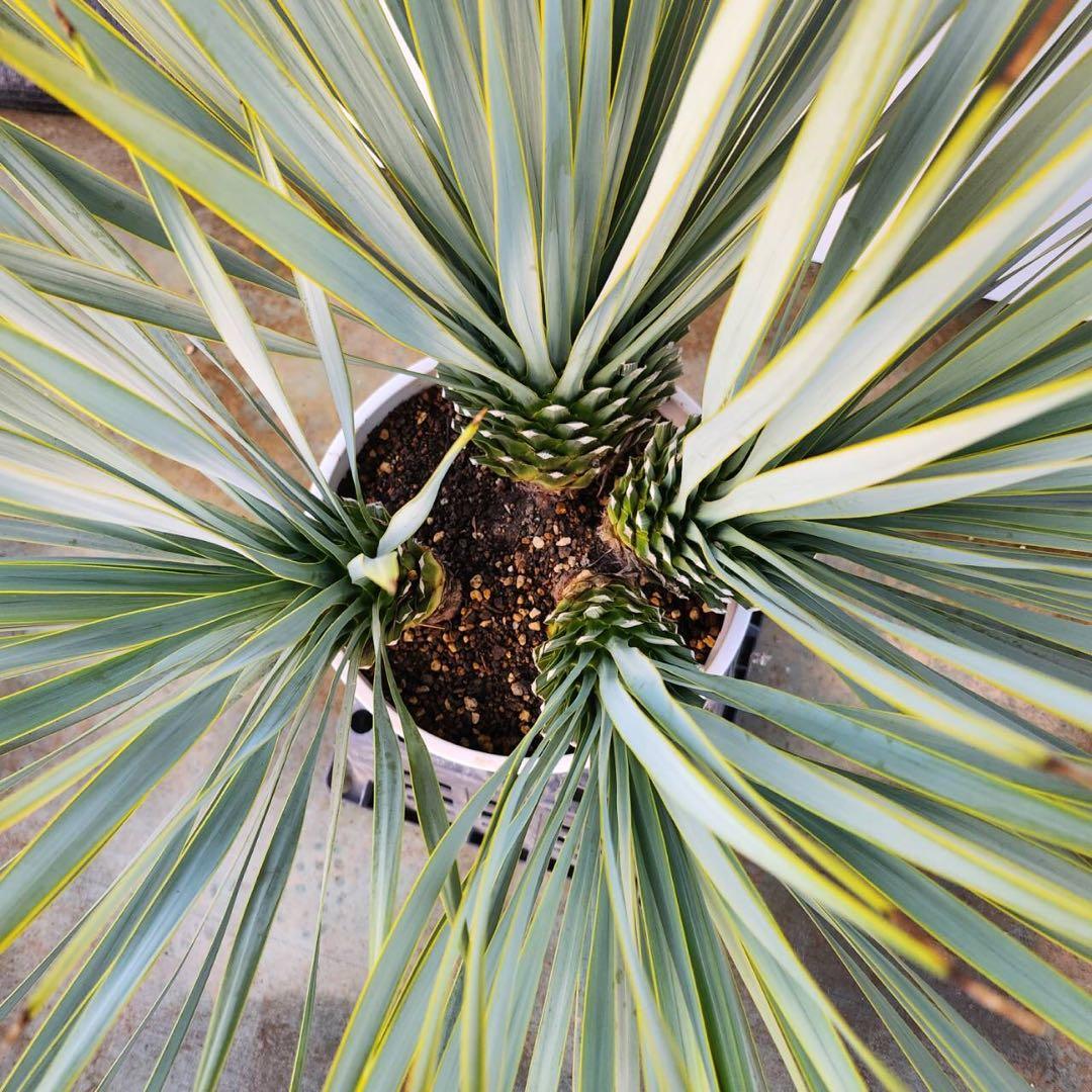 ユッカ　ロストラータ【24-632】4頭株