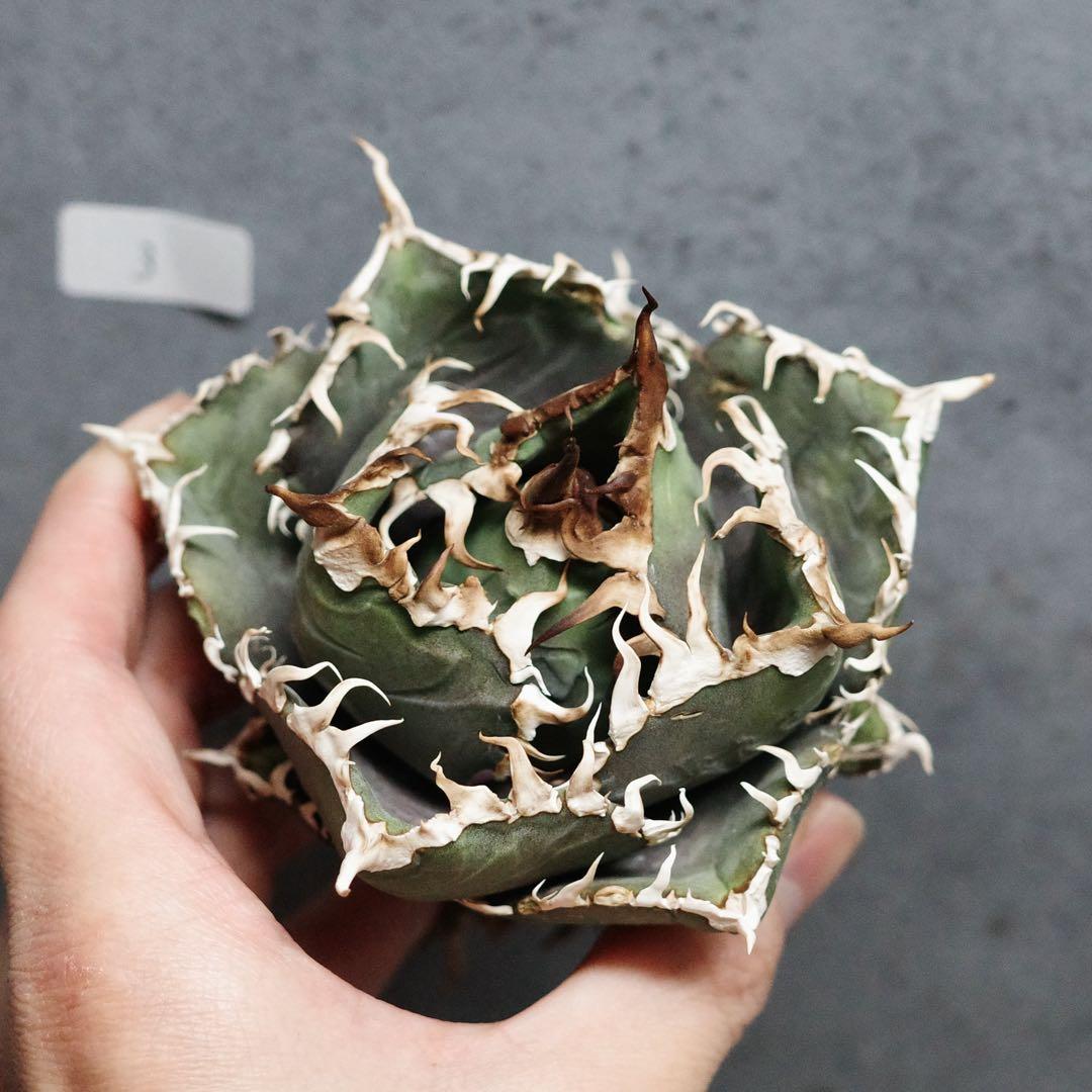 アガベ　チタノタ　オテロイ　金剛　キングコング　極上株　連刺　OC株　3