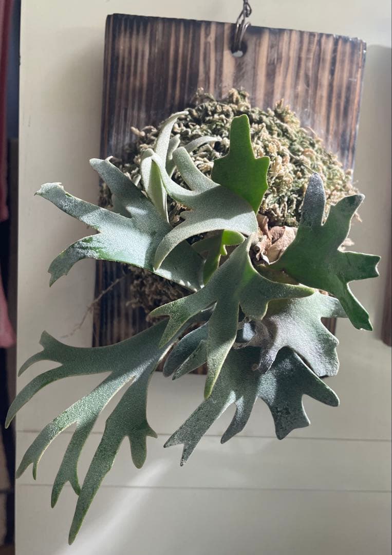 ビカクシダP.willinckii OMG spore