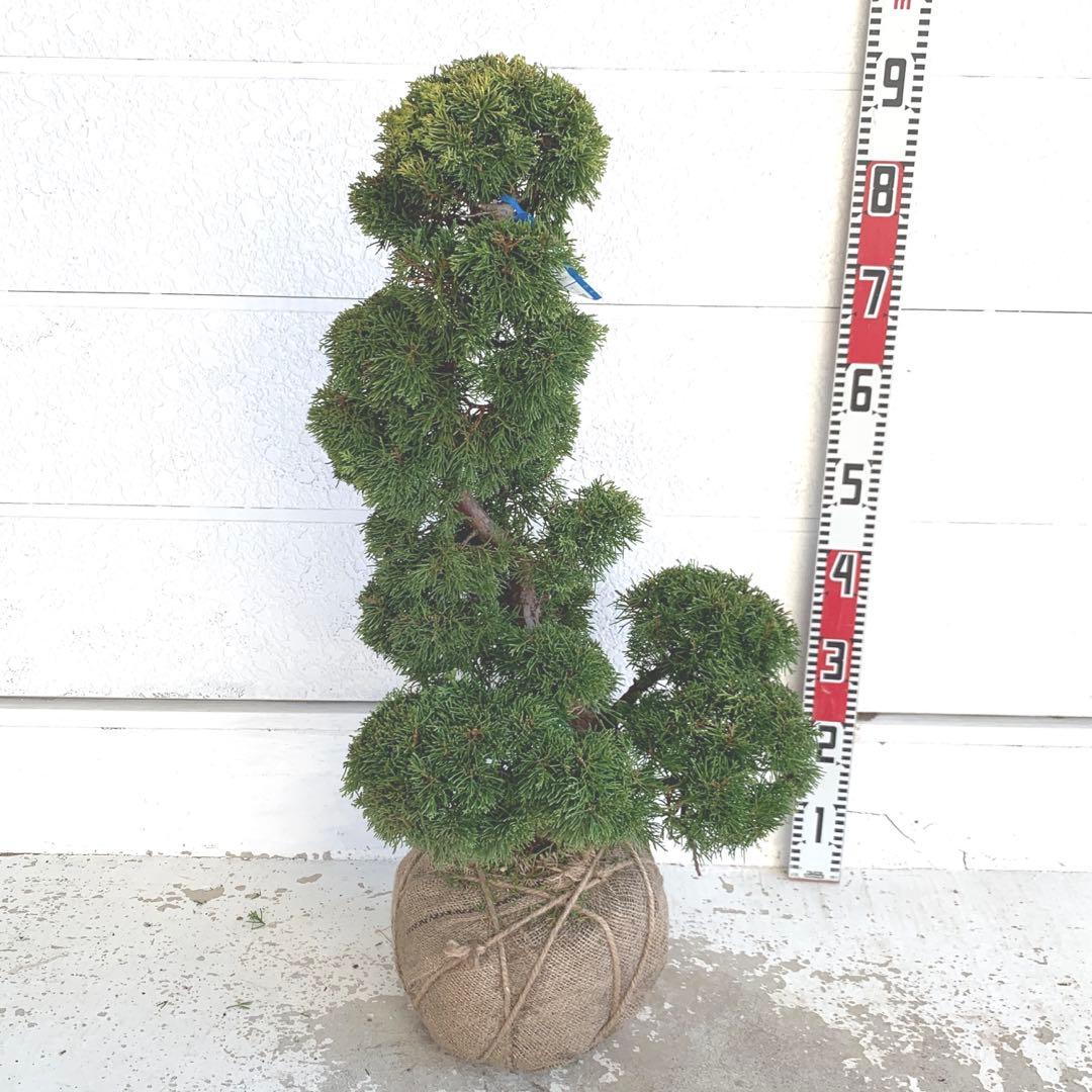 売り尽くし　黄金真柏　約70cm【オウゴンシンパク/盆栽/日本庭園】47