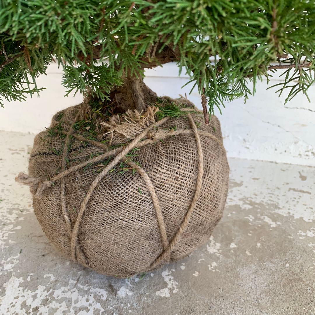 売り尽くし　黄金真柏　約70cm【オウゴンシンパク/盆栽/日本庭園】47