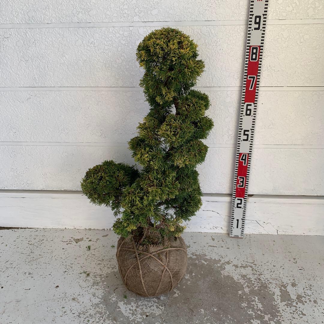 売り尽くし　黄金真柏　約70cm【オウゴンシンパク/盆栽/日本庭園】47