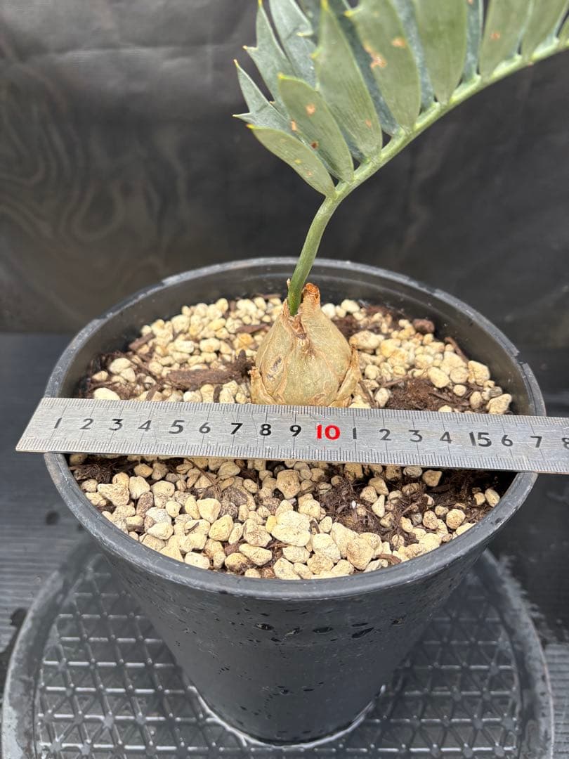 初売りセール　エンセファラルトス ホリダス ドワーフ　4㎝可愛いサイズ