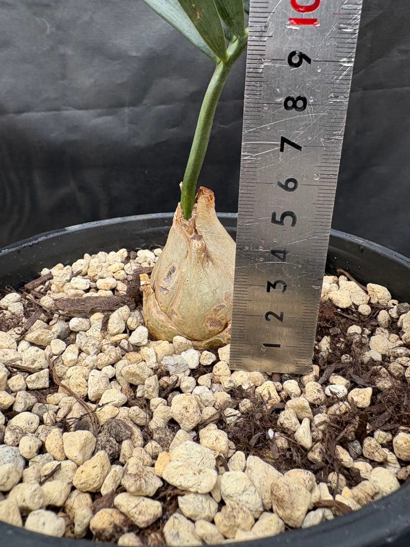 初売りセール　エンセファラルトス ホリダス ドワーフ　4㎝可愛いサイズ