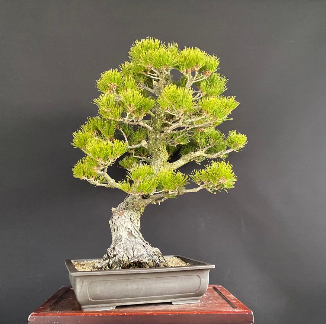 白木盆栽園　大品黒松　樹高75センチ　盆栽黒松赤松五葉松真柏雑木趣味観葉植物