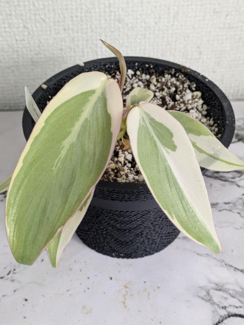 フィロデンドロン　レラノミヤノ　斑入り