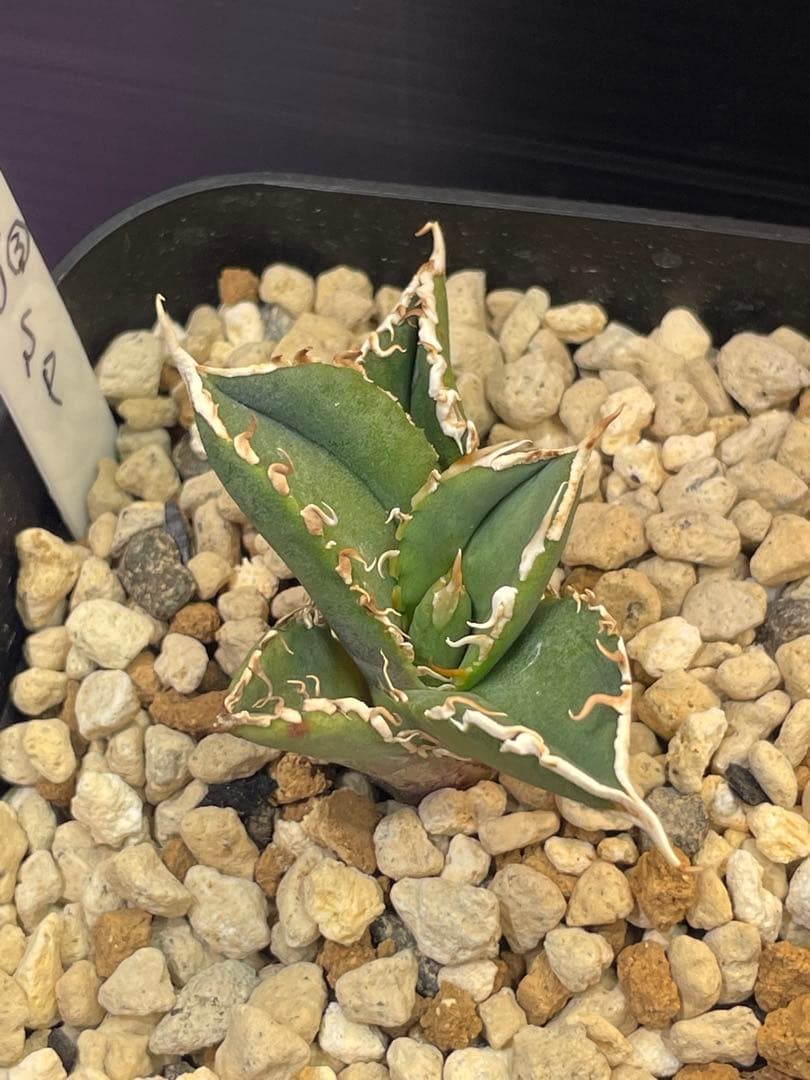 アガベ　チタノタ　ホオジロザメ　大白鯊　CJスペシャル ③