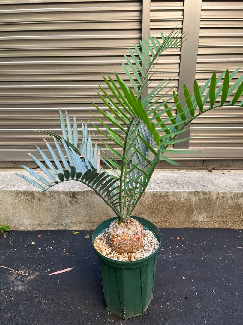 最終価格　エンセファラルトス　プリンセス　塊根植物　登録証付き