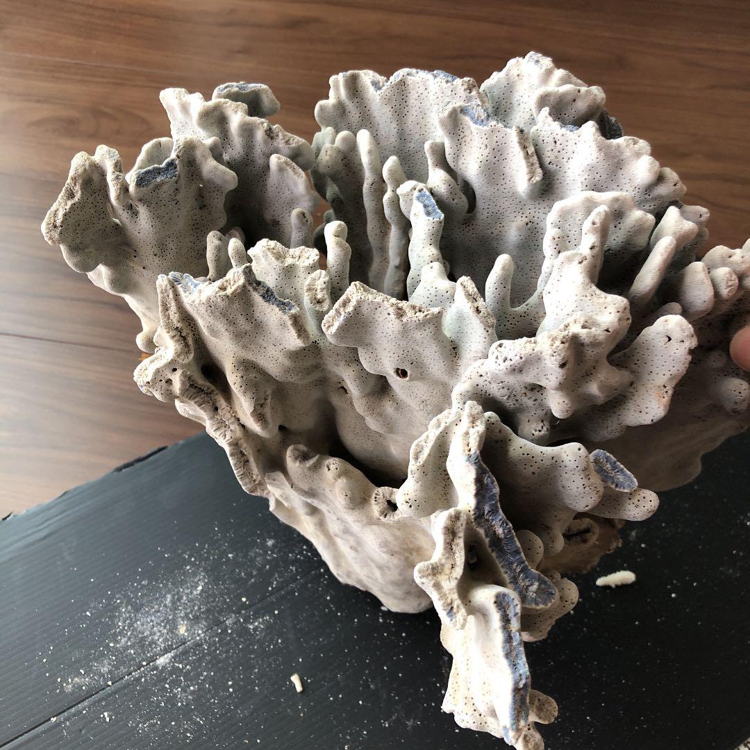 サンゴ　青珊瑚　ブルーコーラル　インテリア　オブジェ