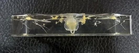 コウモリの骨格標本　アクリル封入