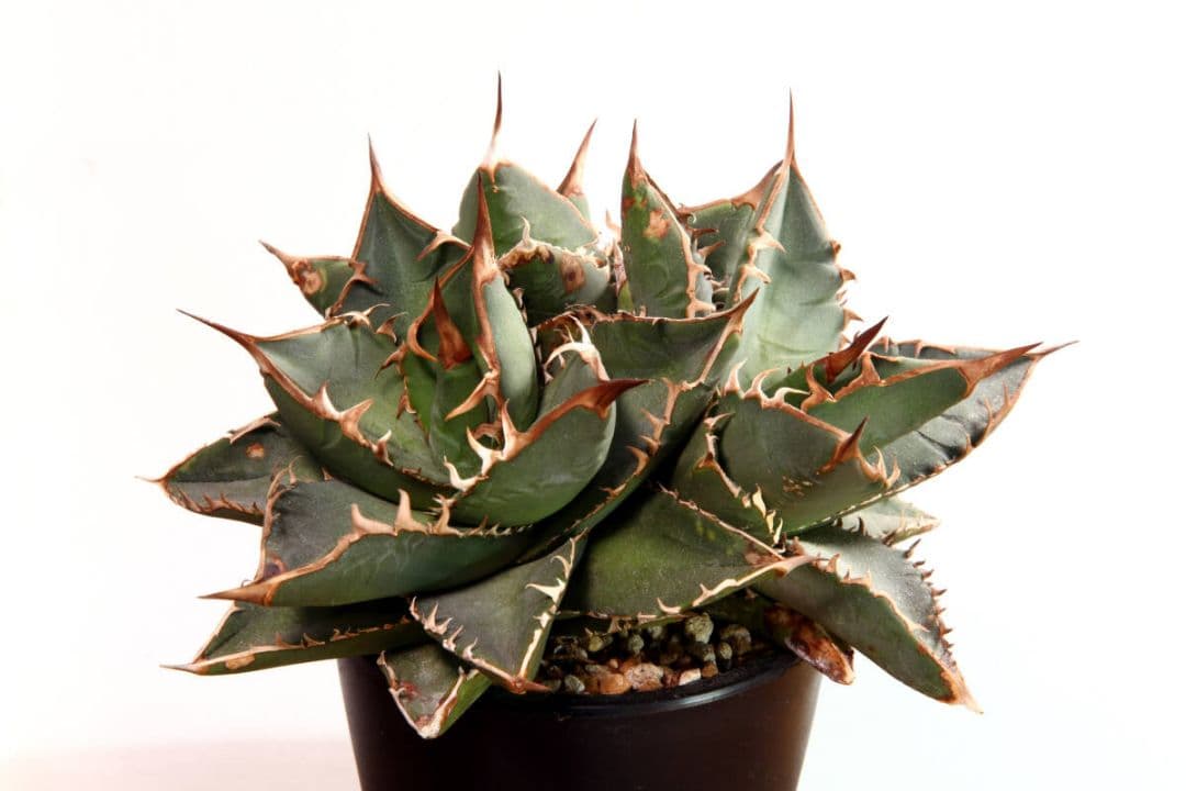 チョコレートキス★多頭★カクタスグリーン産★CACTUS GREEN産