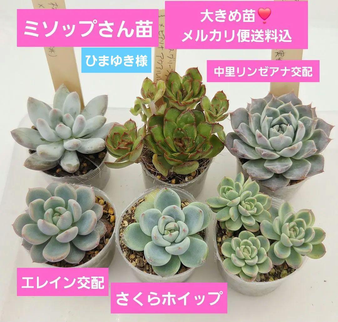 同梱ひまゆき様①大きめ苗 さくらホイップ❣️中里リン❣️エレイン交配❣️発根済