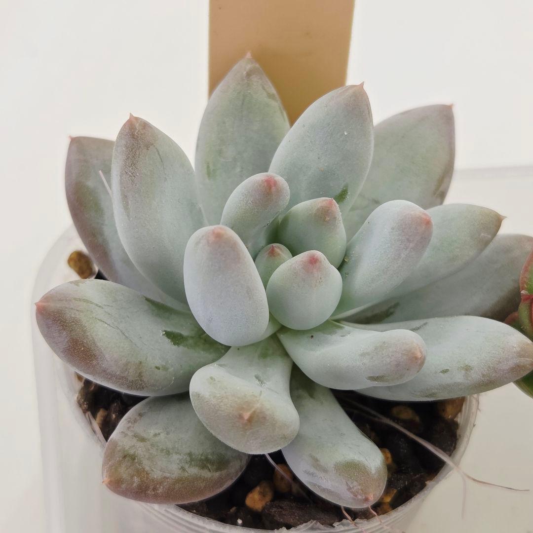 同梱ひまゆき様①大きめ苗 さくらホイップ❣️中里リン❣️エレイン交配❣️発根済