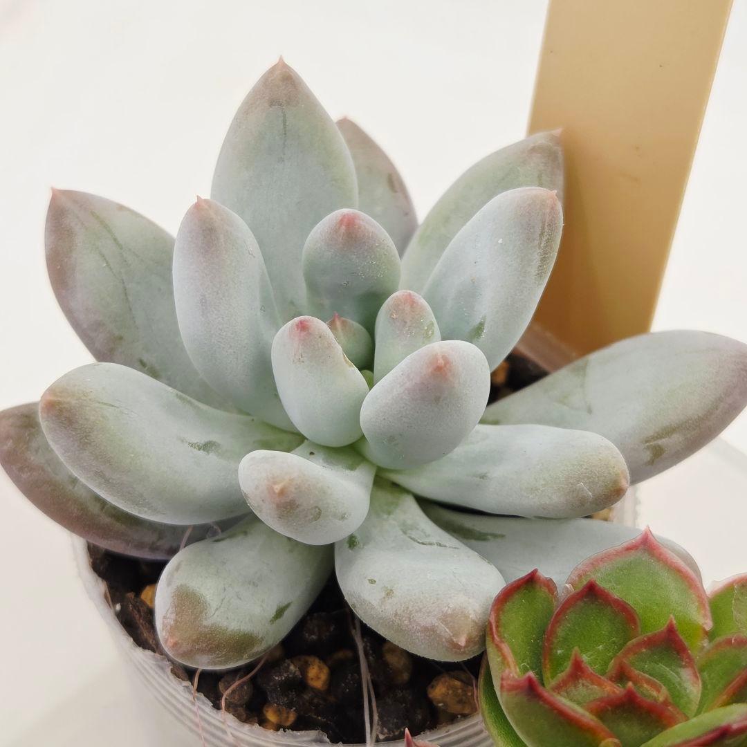 同梱ひまゆき様①大きめ苗 さくらホイップ❣️中里リン❣️エレイン交配❣️発根済