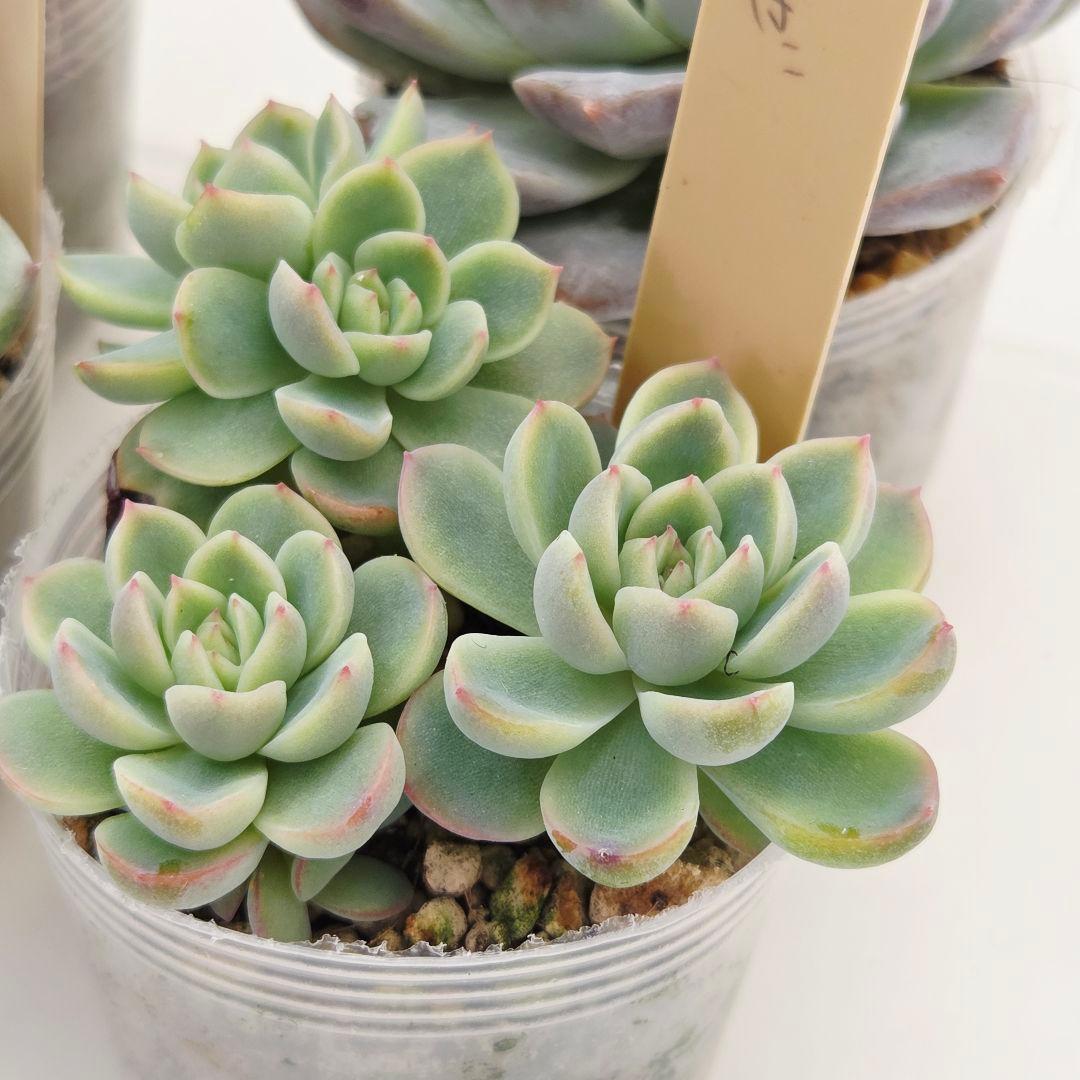 同梱ひまゆき様①大きめ苗 さくらホイップ❣️中里リン❣️エレイン交配❣️発根済