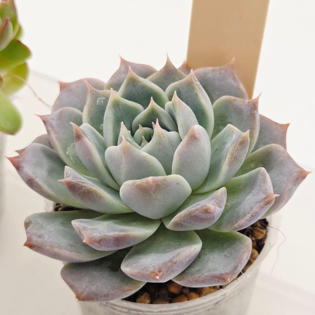 同梱ひまゆき様①大きめ苗 さくらホイップ❣️中里リン❣️エレイン交配❣️発根済